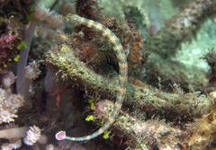 Corythoichthys haematopterus