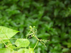 Causonis trifolia