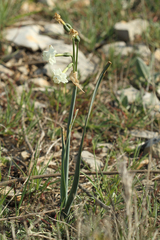 Narcissus dubius