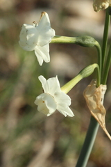 Narcissus dubius