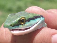 Leptophis diplotropis