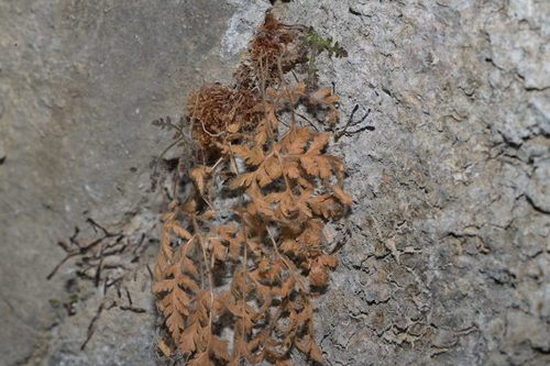 Hypodematium crenatum iNat (2)