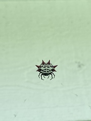 Gasteracantha cancriformis