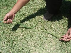 Leptophis diplotropis