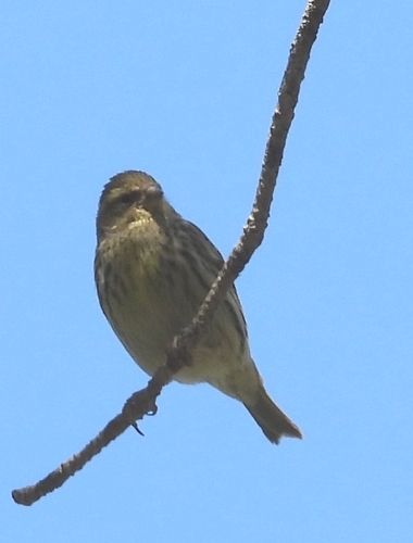 Avistamiento Serinus serinus