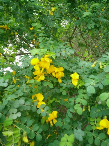 Colutea istria