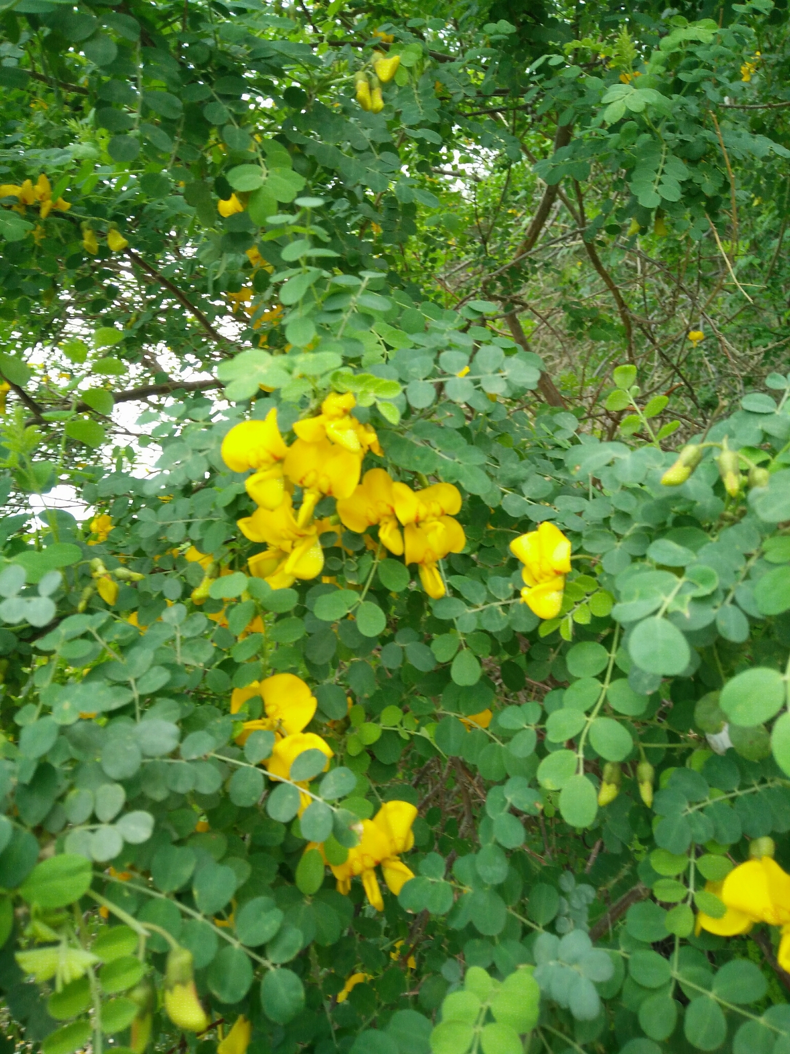 Colutea istria