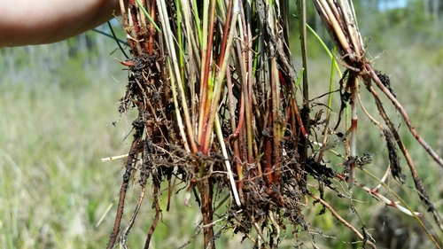 Image of Eleocharis elongata by (c) Jay Horn, some rights reserved (CC BY)
