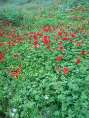 Ranunculus asiaticus