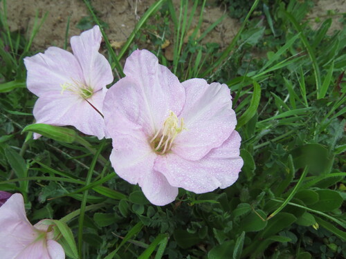Oenothera acaulis, photograph 4