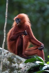 Presbytis rubicunda