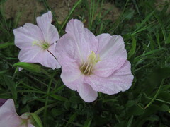 Oenothera acaulis, photograph (c) Nicolás Lavandero, some rights reserved (CC BY)