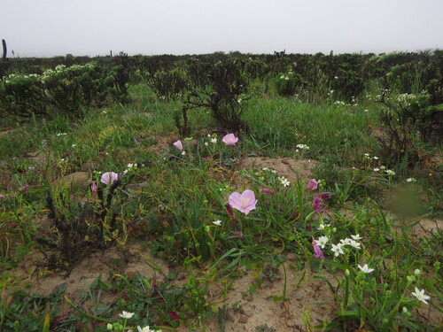 Oenothera acaulis, photograph 3