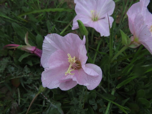 Oenothera acaulis, photograph 6