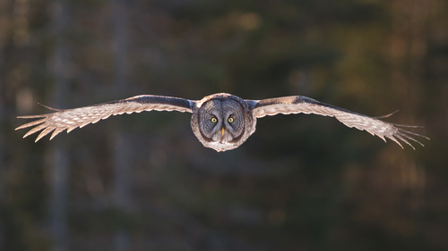 Great Gray Owl