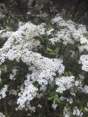Spiraea prunifolia