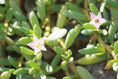 Sesuvium portulacastrum