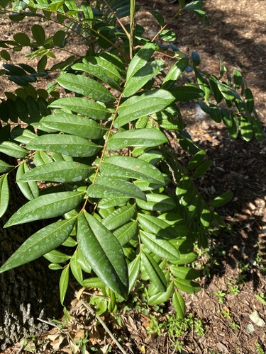 Simarouba glauca - Whole tree