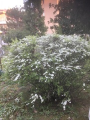 Spiraea prunifolia