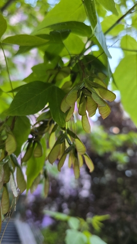 box elder