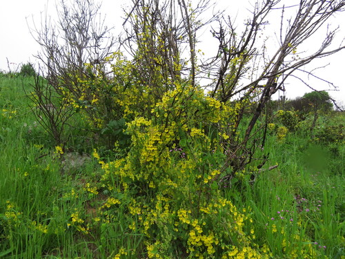 Tropaeolum brachyceras, photograph 6