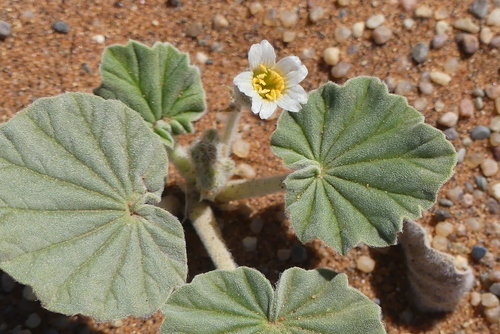 Monsonia ignorata