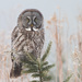 Great Gray Owl - Photo (c) Fyn Kynd, some rights reserved (CC BY-SA), uploaded by Fyn Kynd