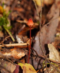 Mycena toyerlaricola