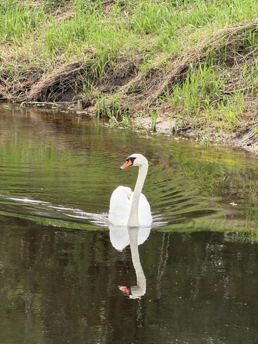 Mute Swan