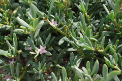 Sesuvium portulacastrum