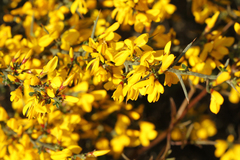 Genista scorpius