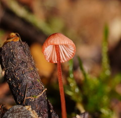 Mycena toyerlaricola