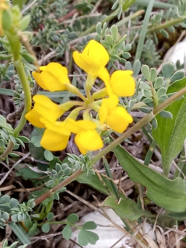 Coronilla minima image