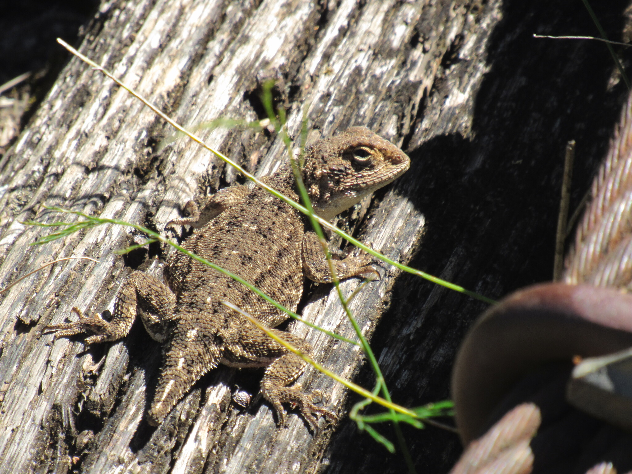 Agama aculeata distanti (Boulenger, 1902)
