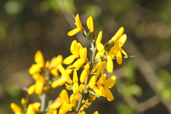 Genista scorpius