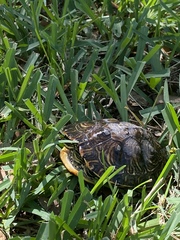 Trachemys scripta scripta