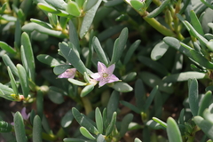 Sesuvium portulacastrum