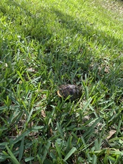 Trachemys scripta scripta