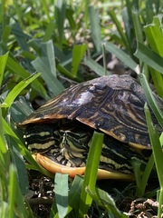 Trachemys scripta scripta