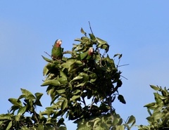 Amazona leucocephala