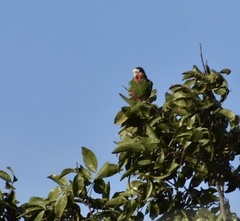 Amazona leucocephala
