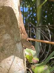 Anolis sagrei