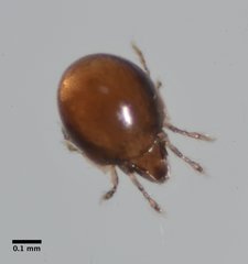 Galumnidae