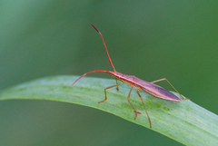 Protenor belfragei