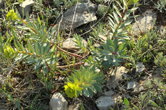 Euphorbia nicaeensis