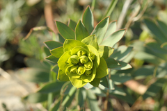 Euphorbia nicaeensis