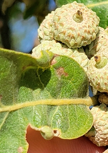 iNaturalist observation photo of Feron
