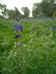 Lupinus pilosus