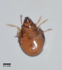 Galumnidae