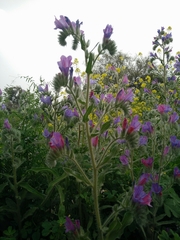 Echium judaeum